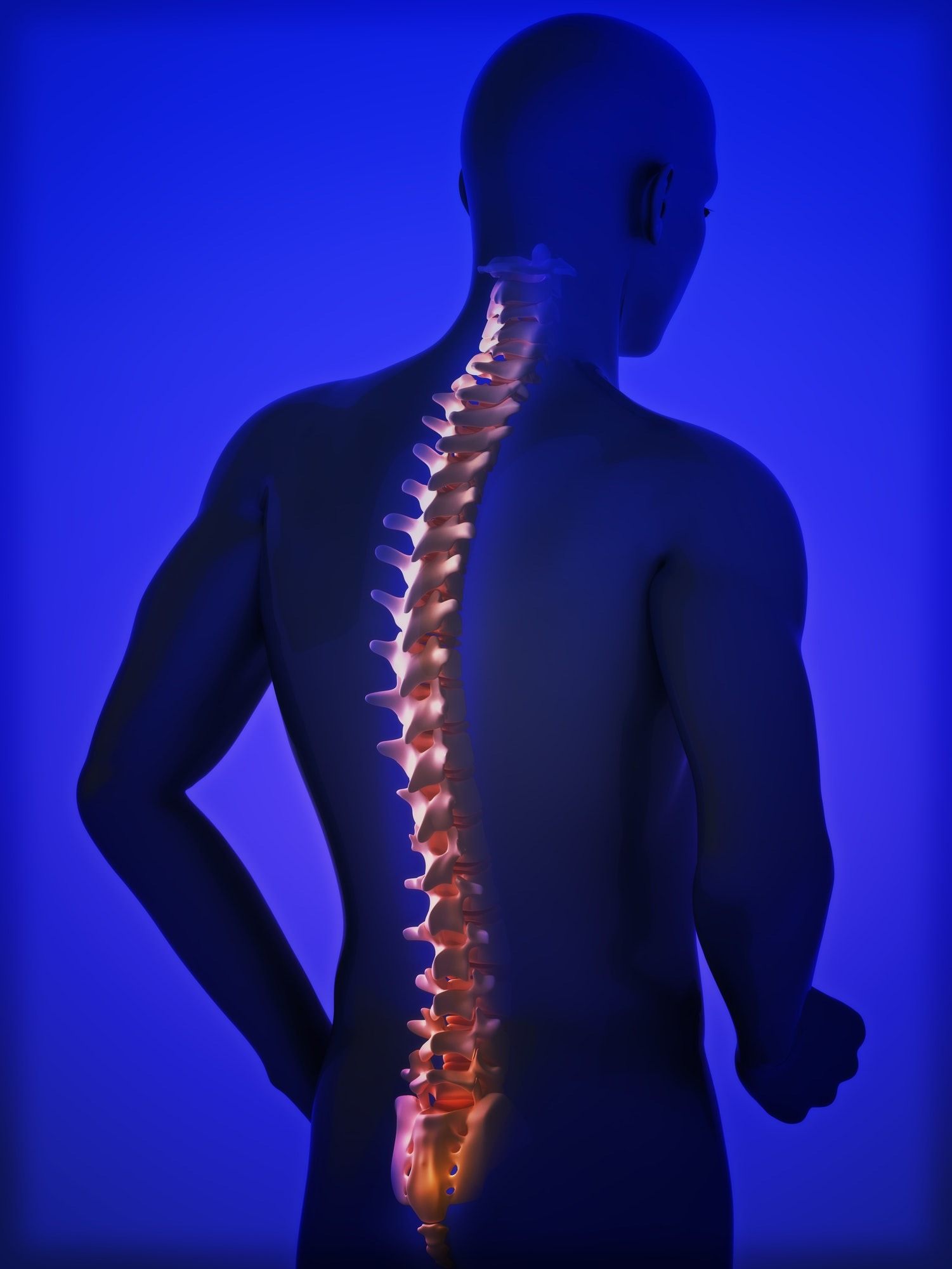 Human spine Valley Chiropractic Sonoma